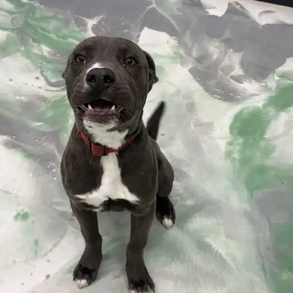 Dogs having fun at K9 Rox Club Las Vegas daycare